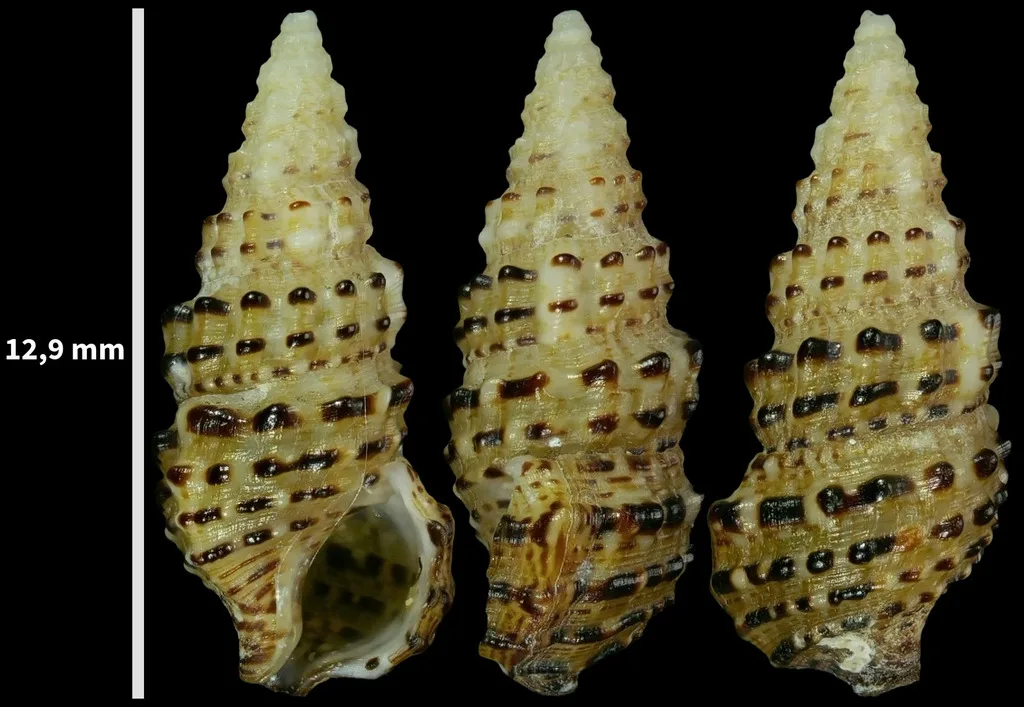 Cerithium scabridum