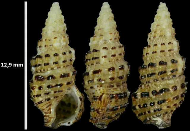 Cerithium scabridum