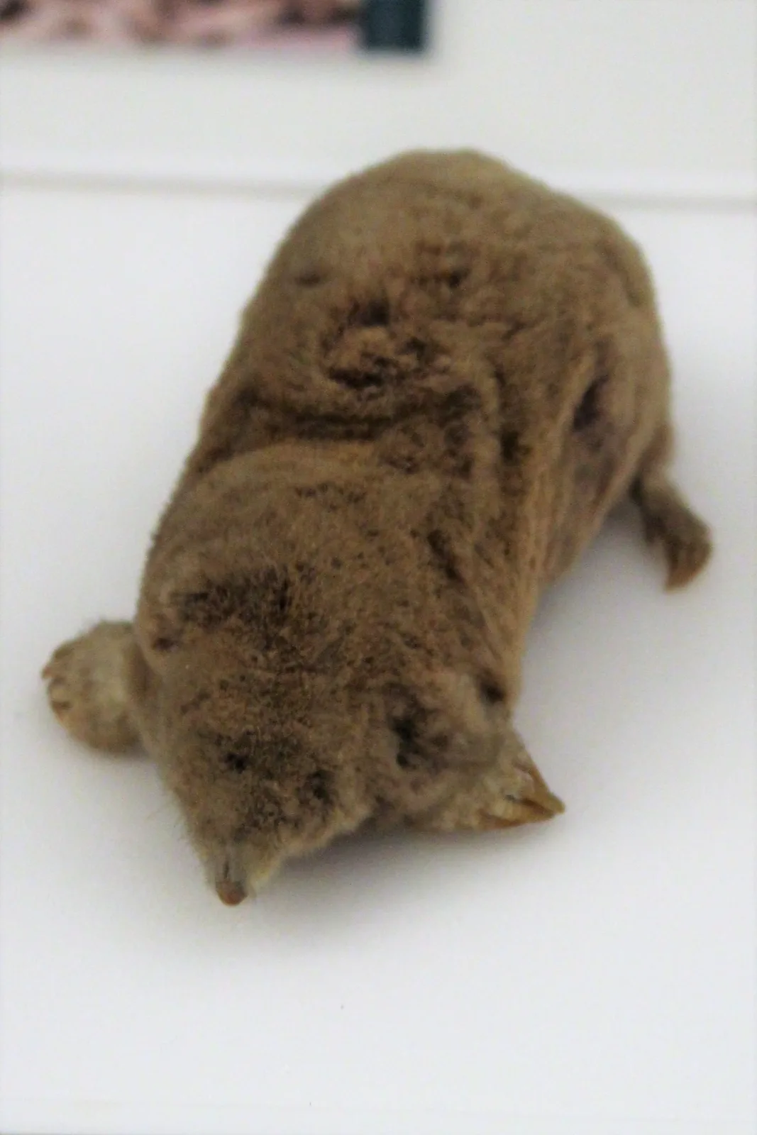 Talpa cieca
