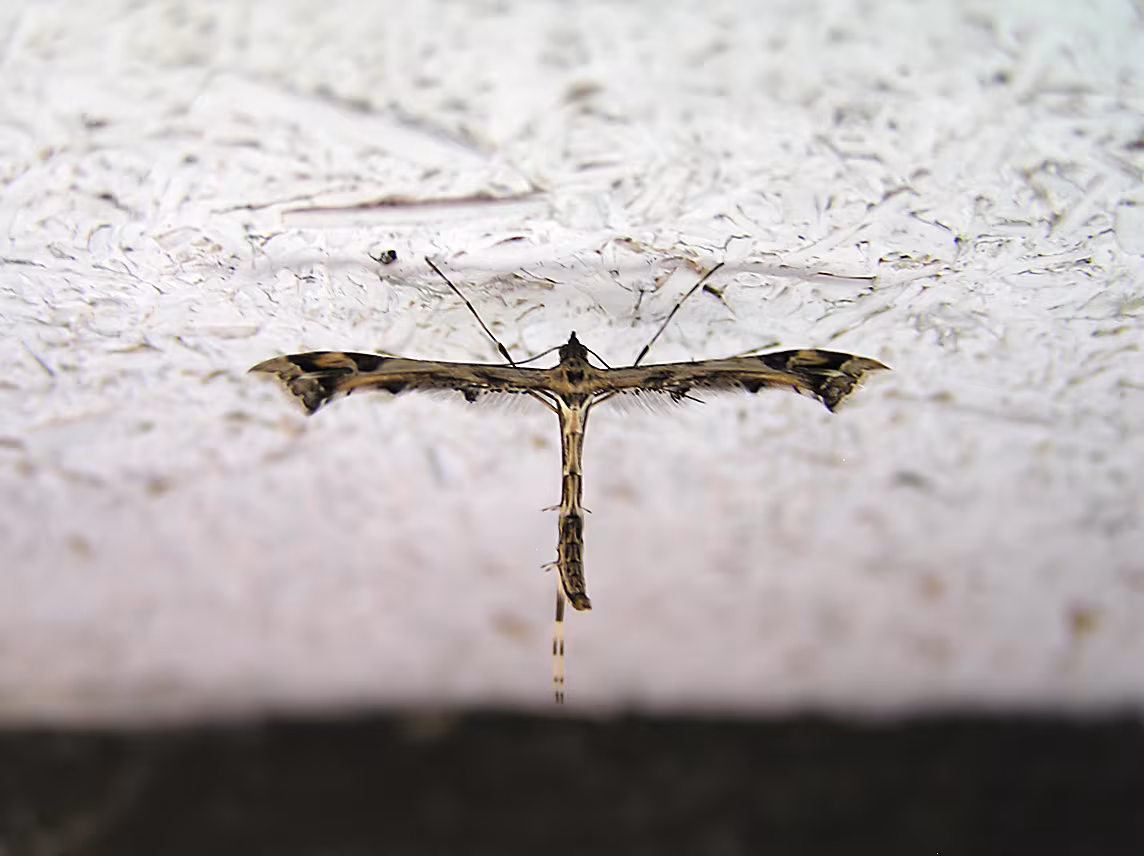 Amblyptilia acanthadactyla