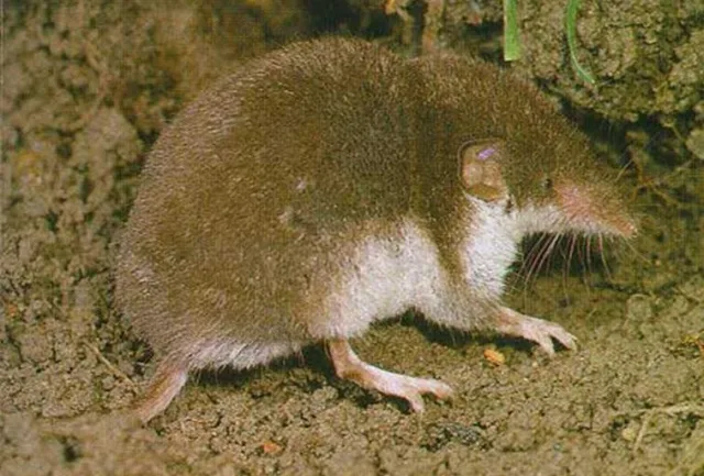 Crocidura dal ventre bianco