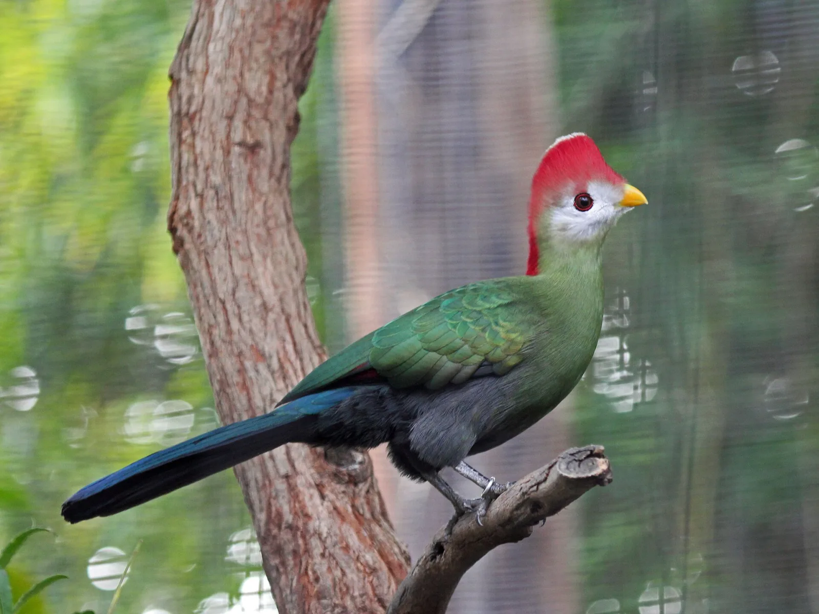 Tauraco erythrolophus