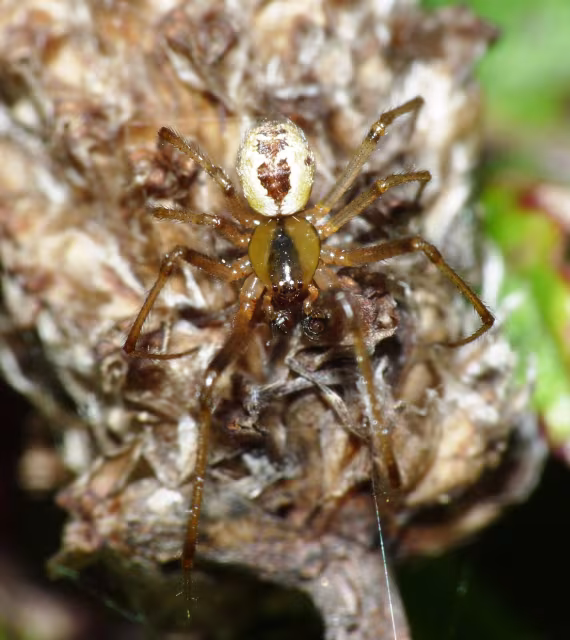 Kochiura aulica