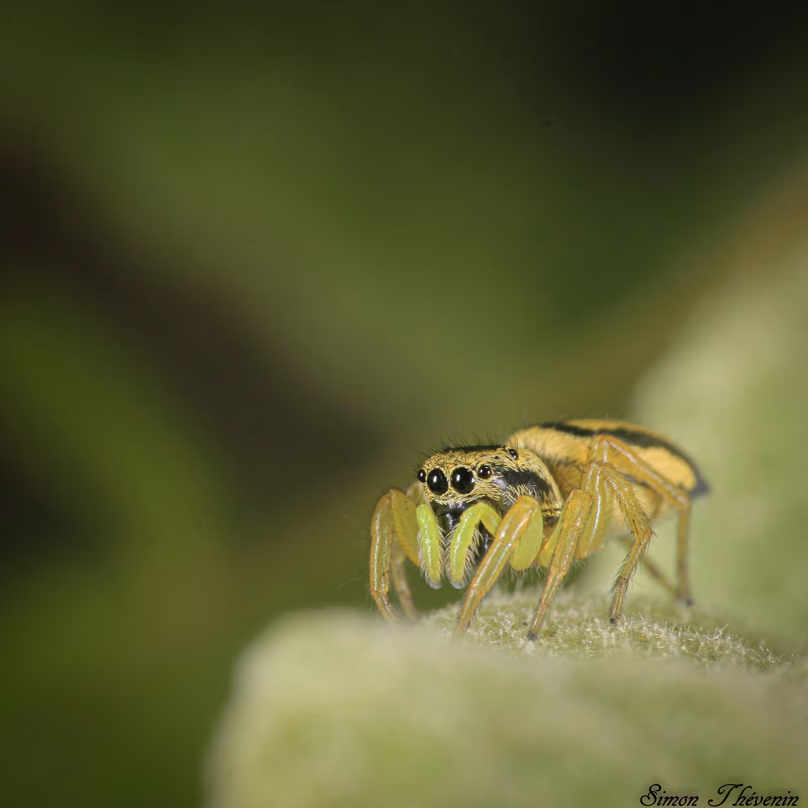 Heliophanus melinus