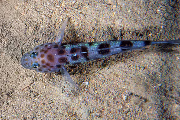 Ghiozzo leopardo