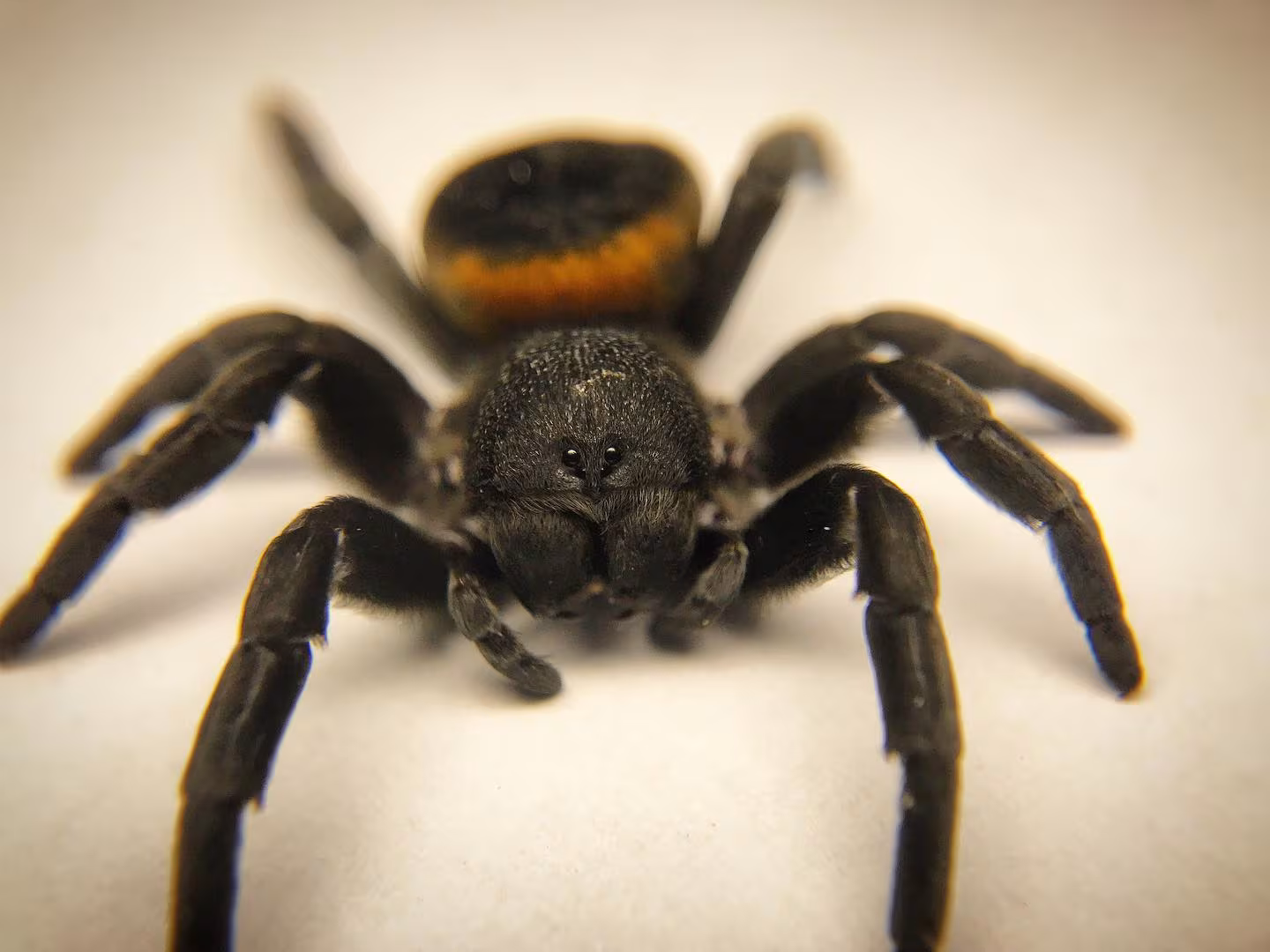 Eresus walckenaeri