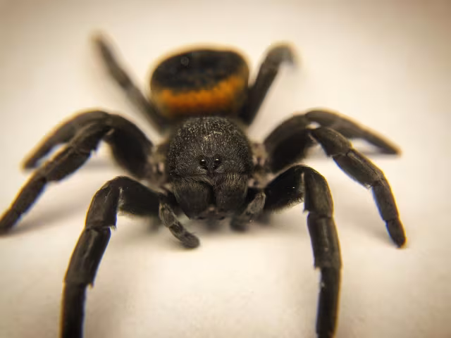 Eresus walckenaeri