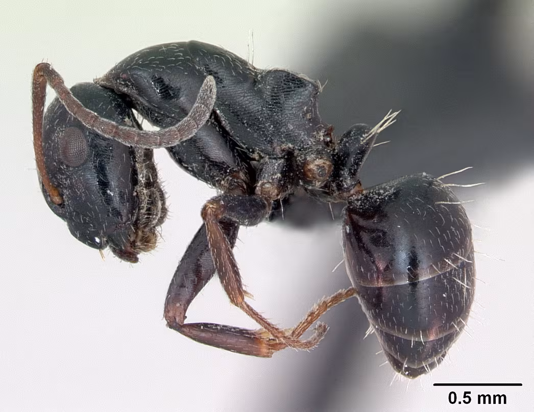 Camponotus piceus