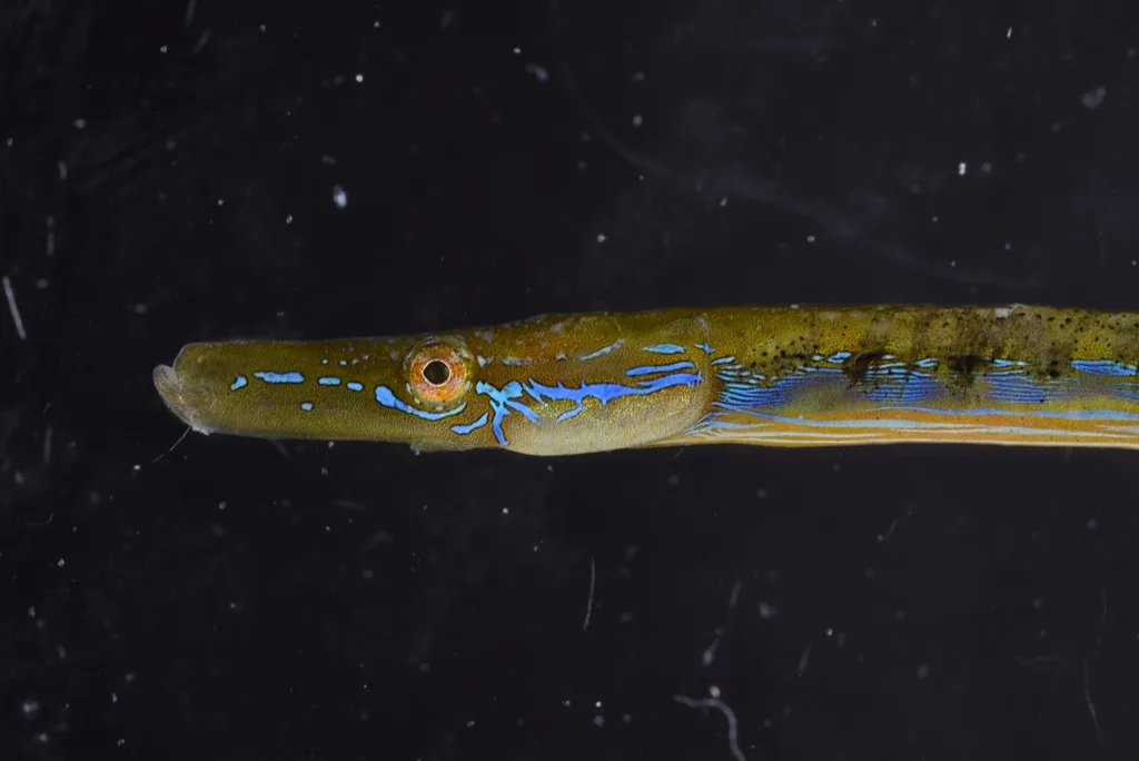 Nerophis ophidion