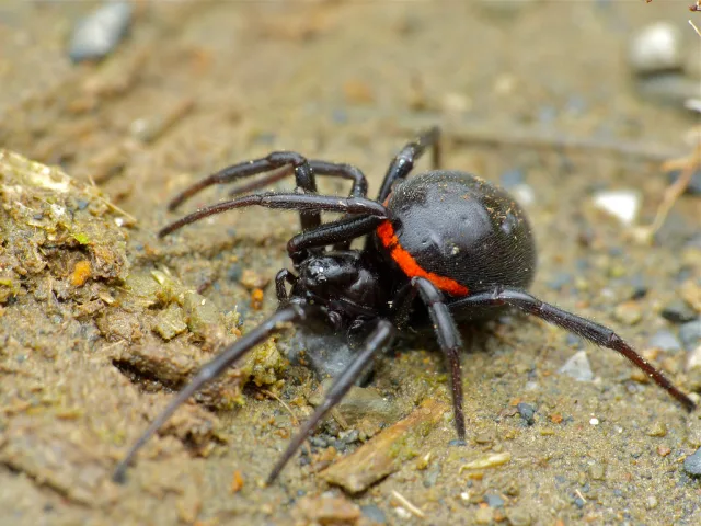 Falsa vedova mediterranea