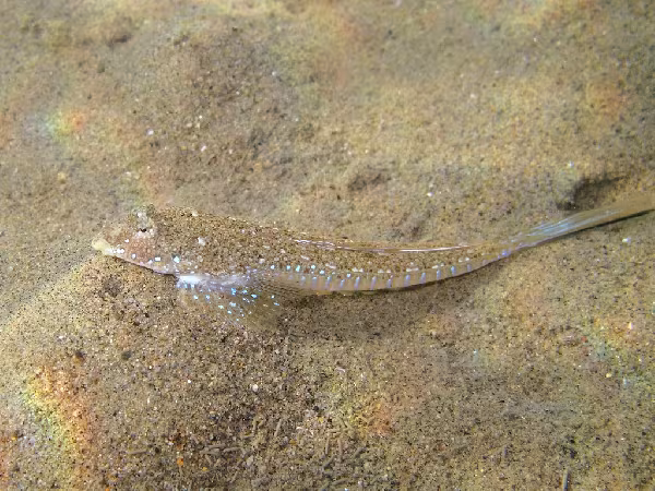 Dragoncello turchese