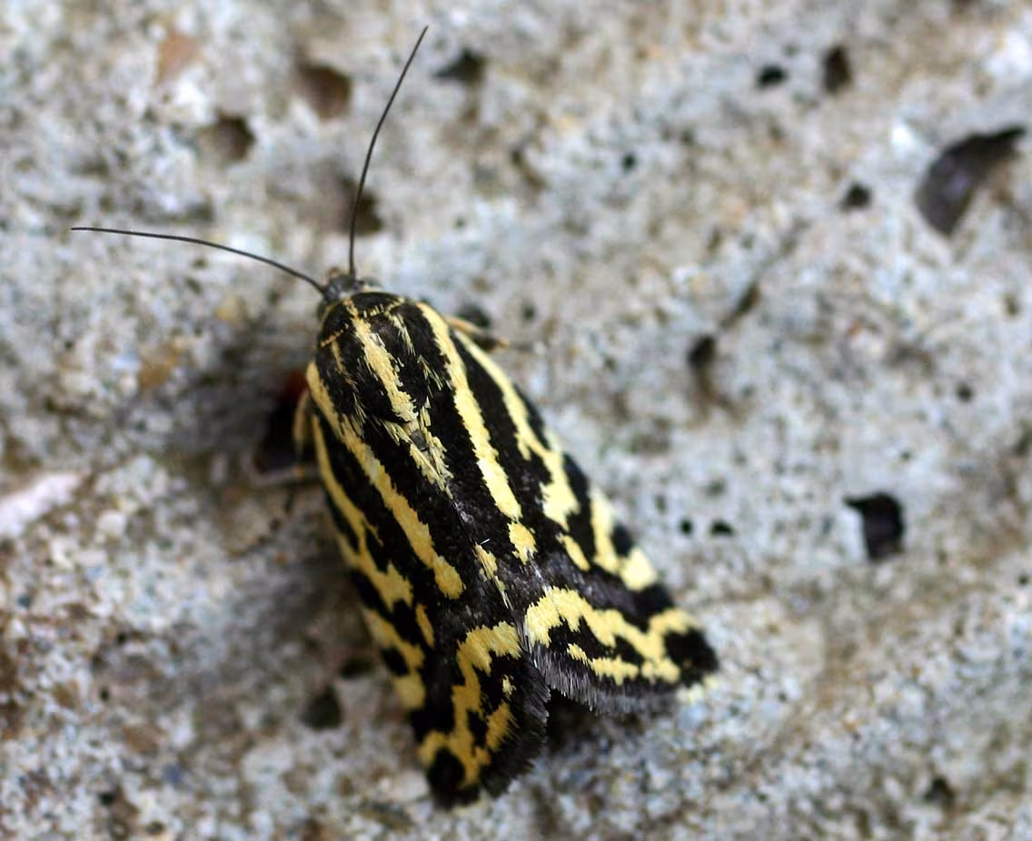 Nottua arlecchino