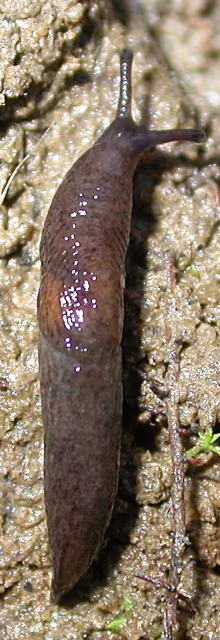 Limaccia bruna di palude
