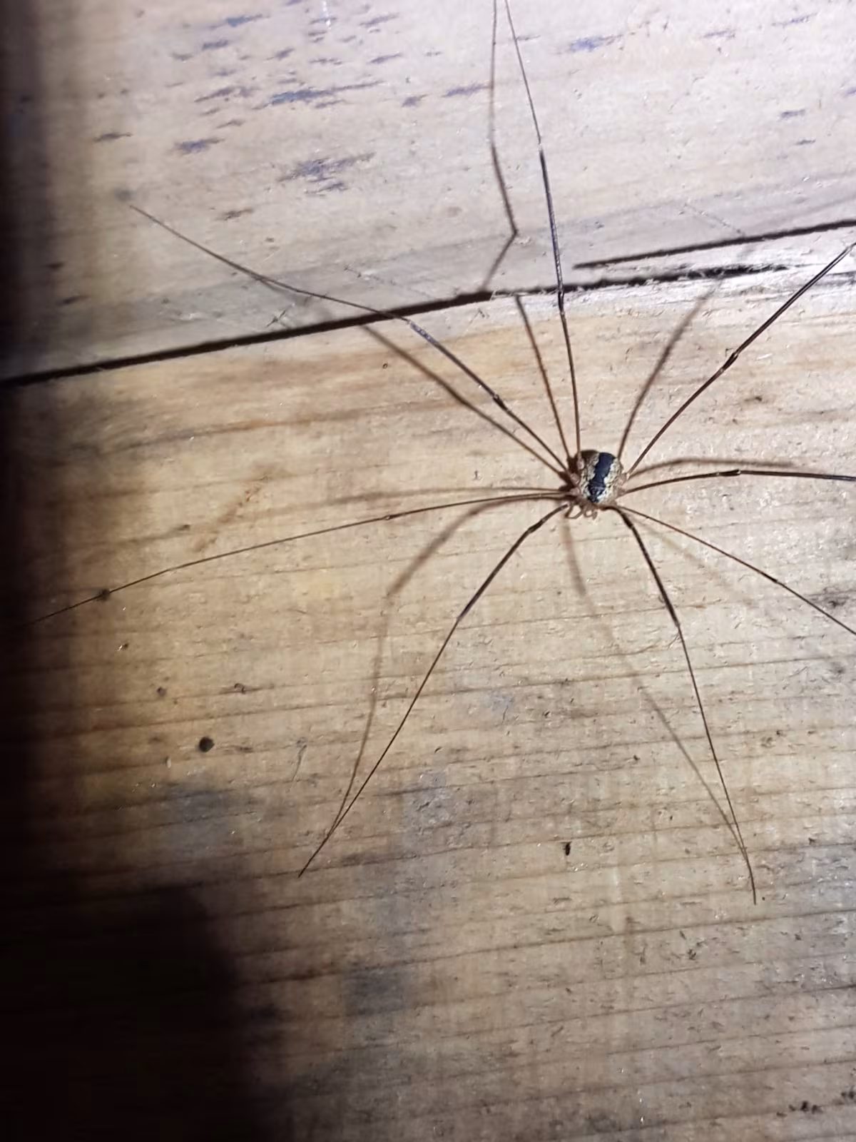 Leiobunum religiosum