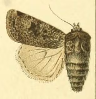 Agrotis trux