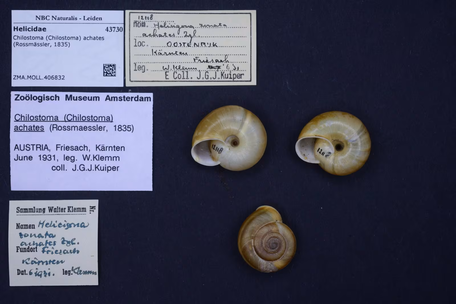 Chilostoma achates