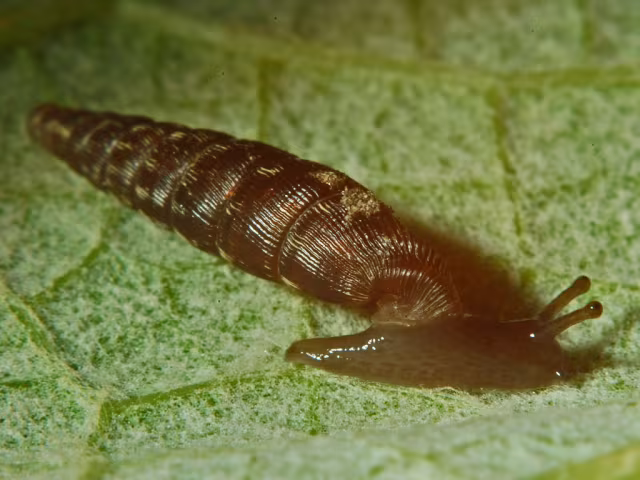Clausilia bidentata
