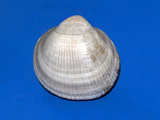 Piede d'asino viola