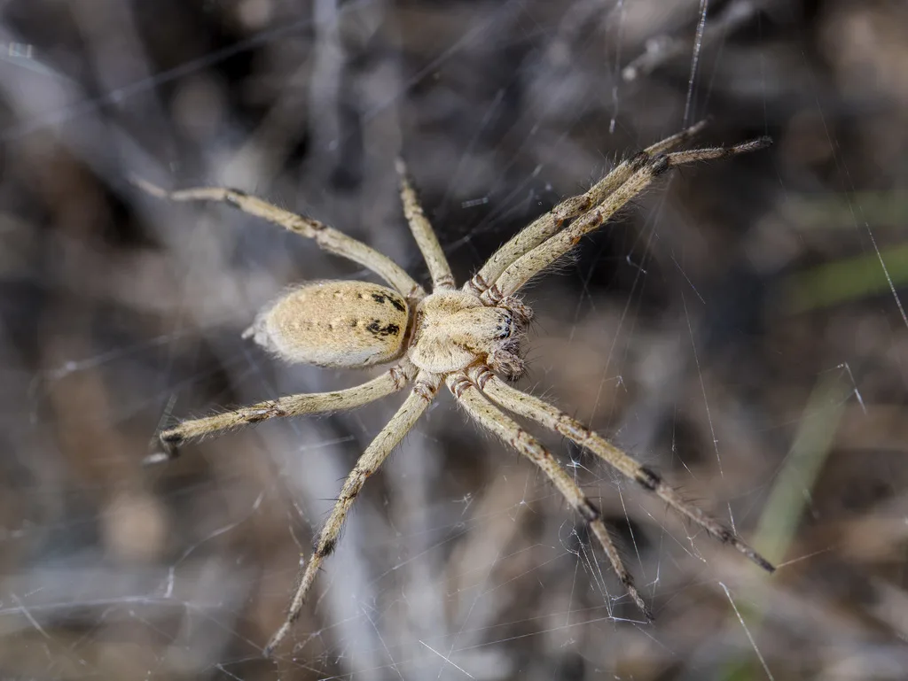 Agelena orientalis