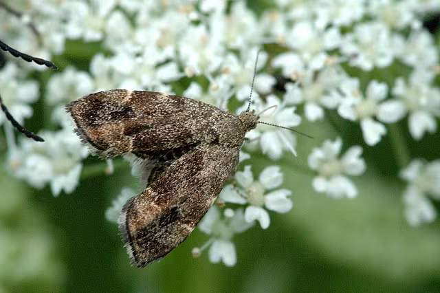 Anthophila fabriciana