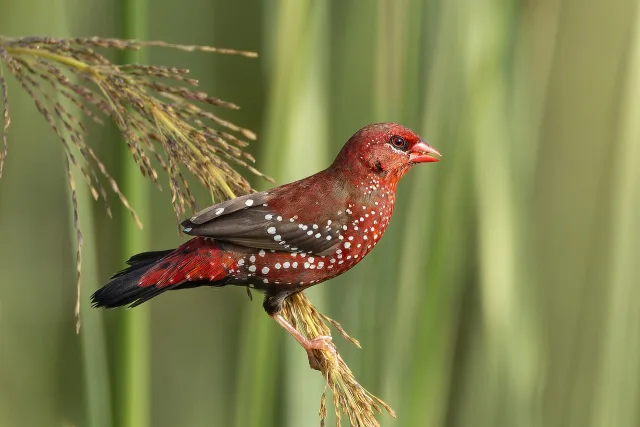 Bengalino comune
