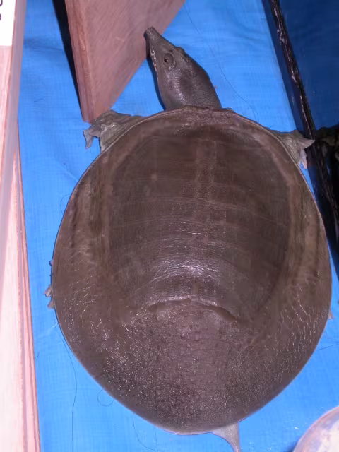 Tartaruga dal guscio molle cinese