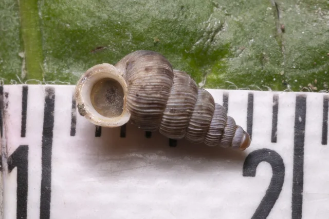 Cochlostoma septemspirale