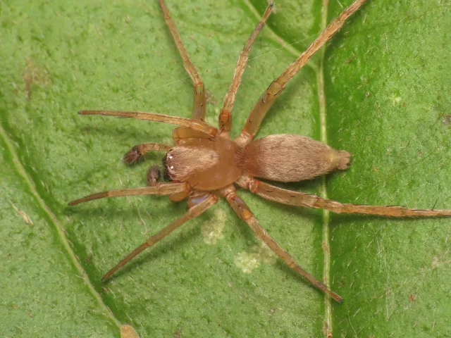 Clubiona terrestris