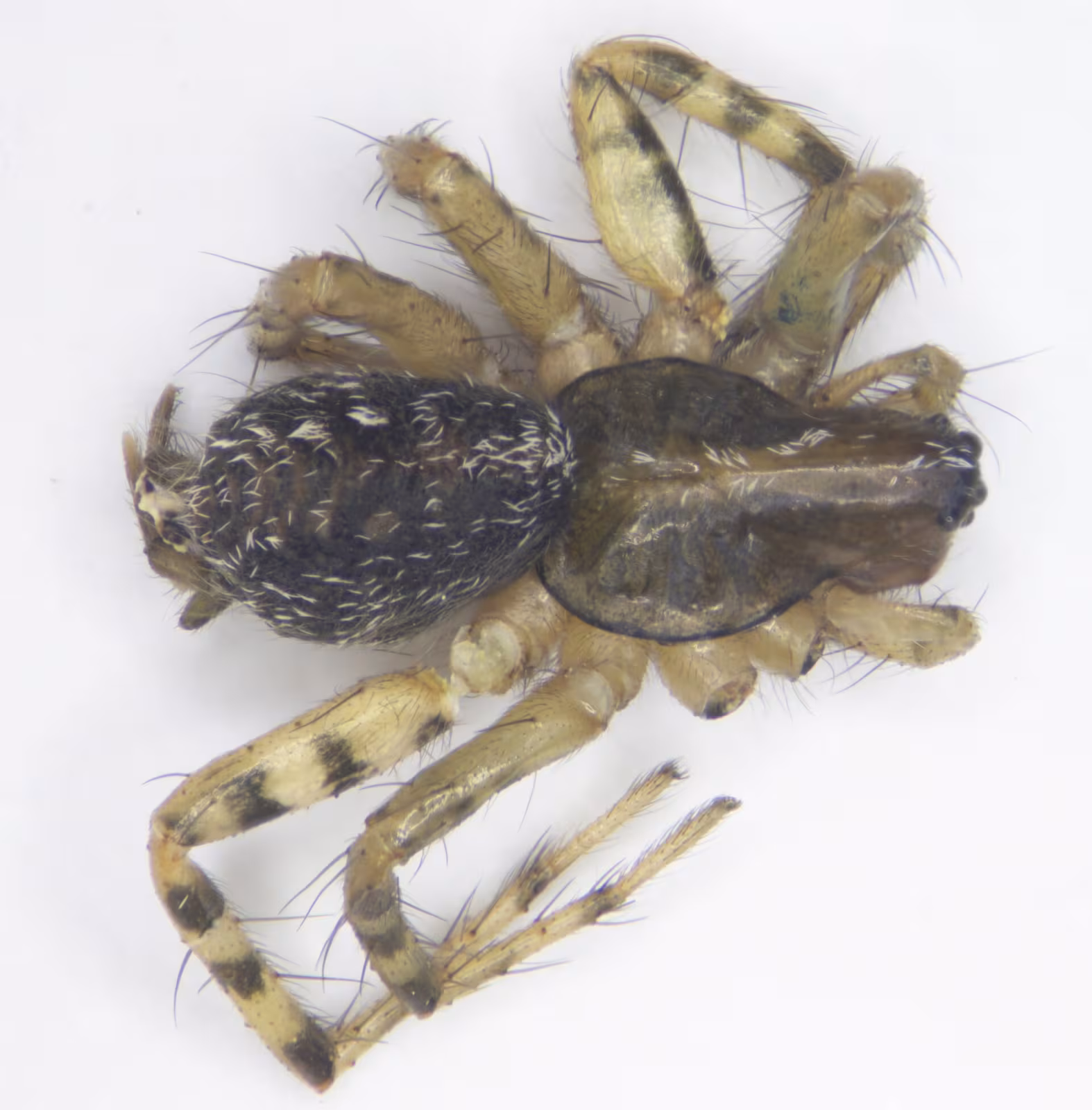 Maimuna vestita