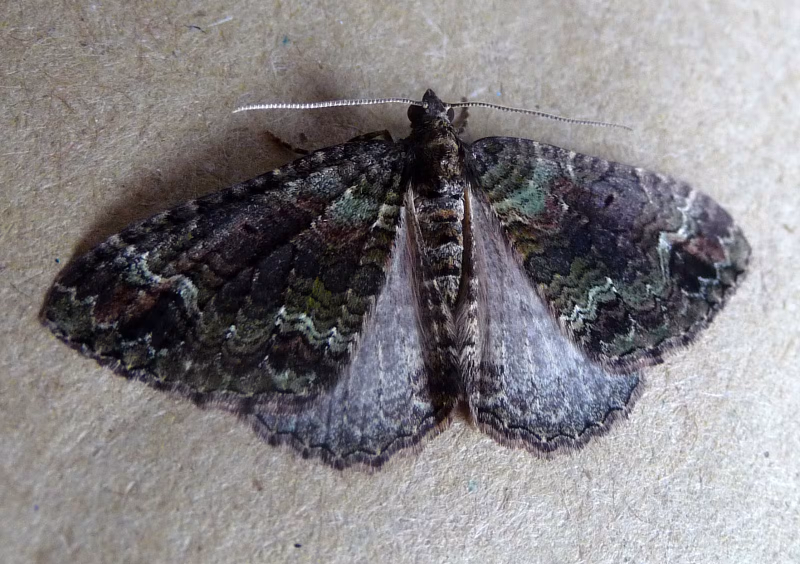 Catarhoe basochesiata