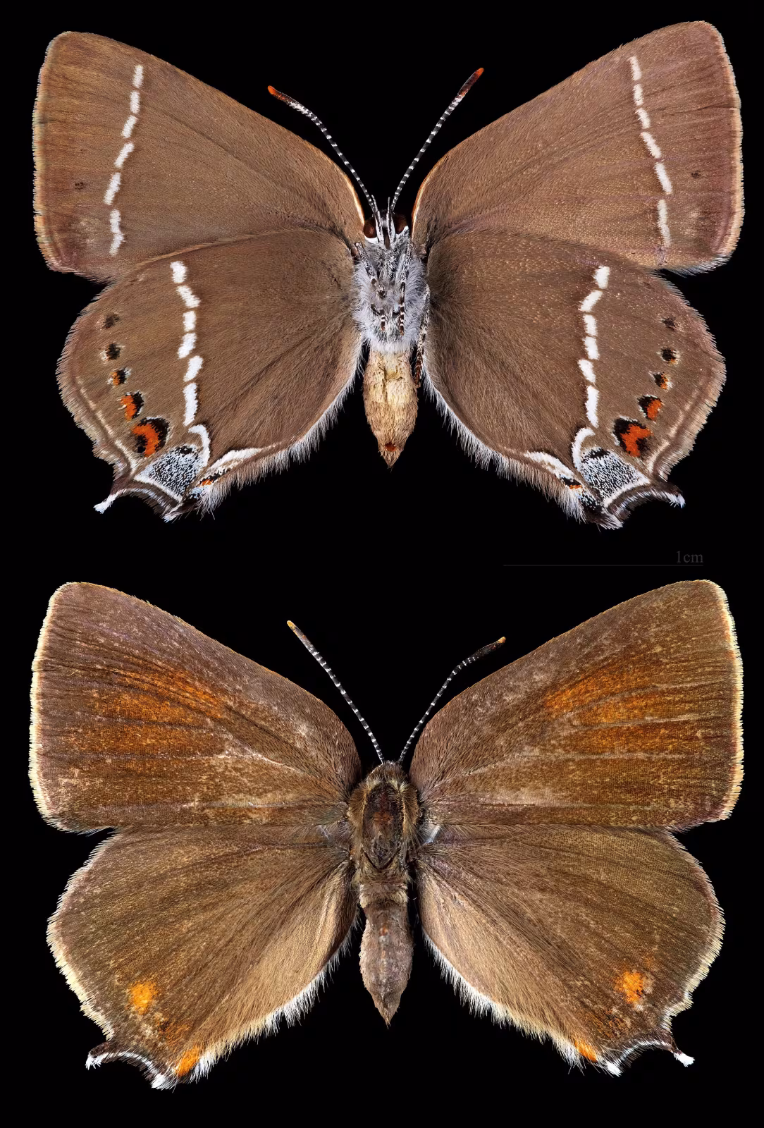 Tecla del biancospino