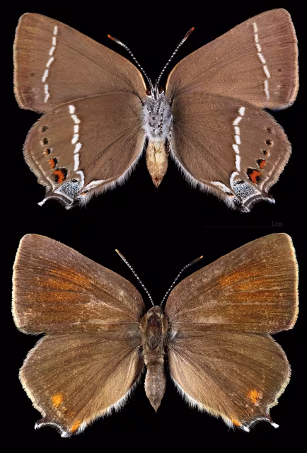 Tecla del biancospino