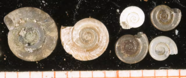 Anisus vorticulus