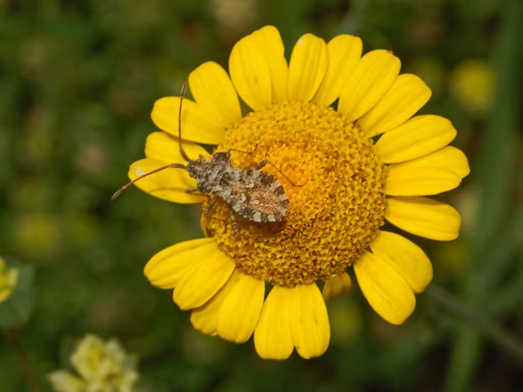 Centrocoris spiniger