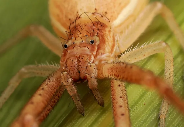 Monaeses paradoxus