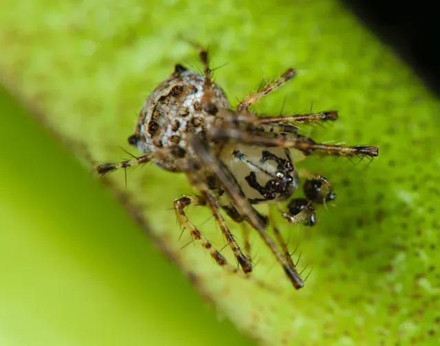 Ero aphana