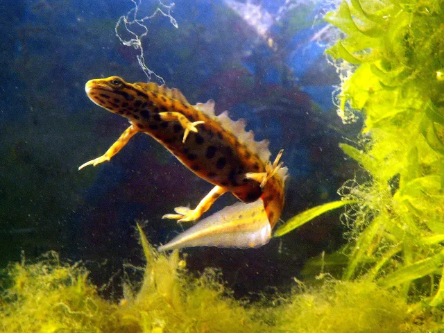 Tritone punteggiato