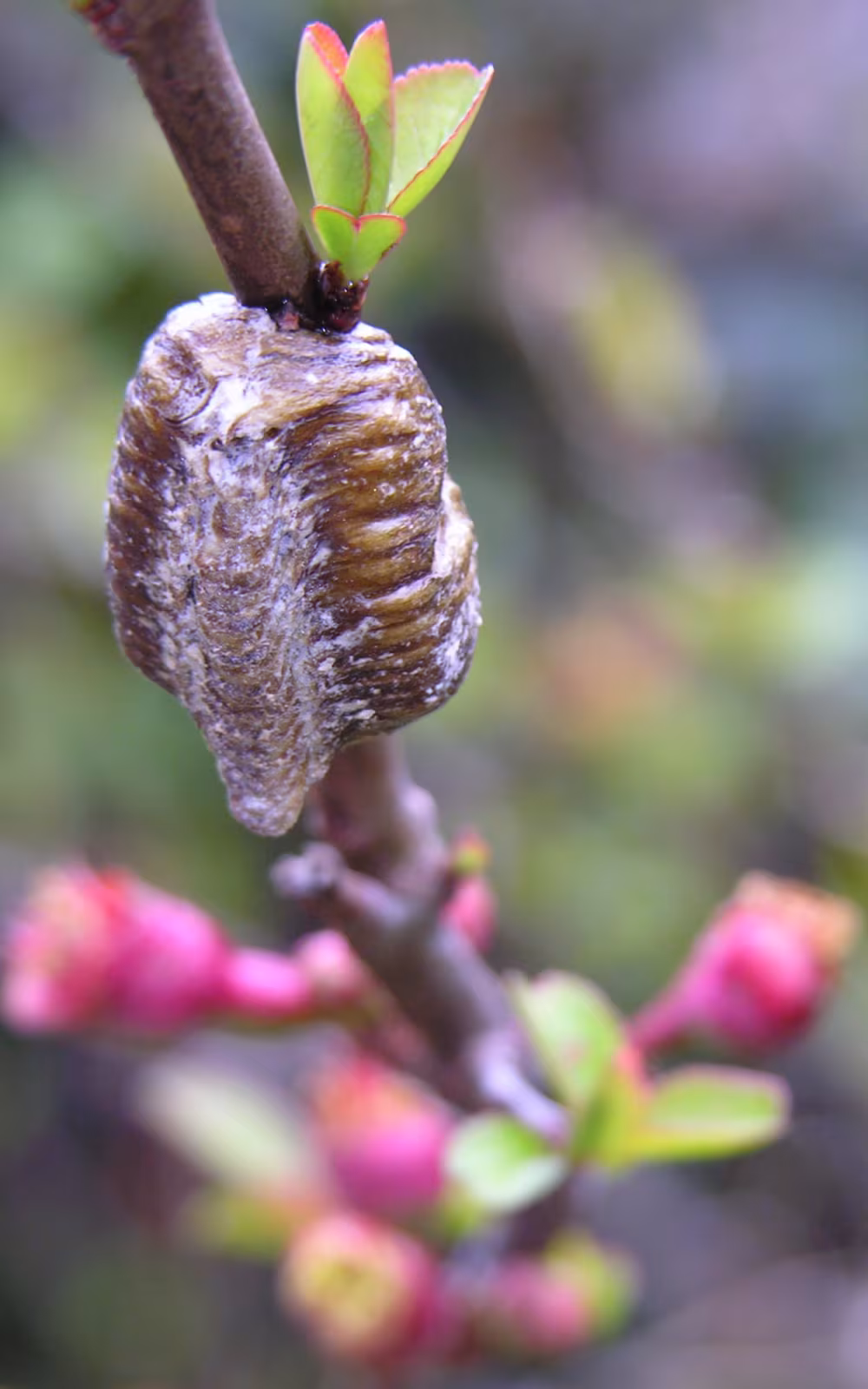 Mantide gigante asiatica