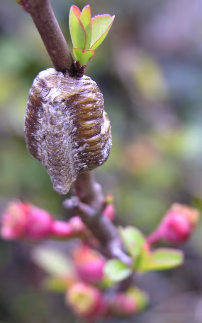Mantide gigante asiatica