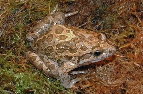 Discoglosso dipinto