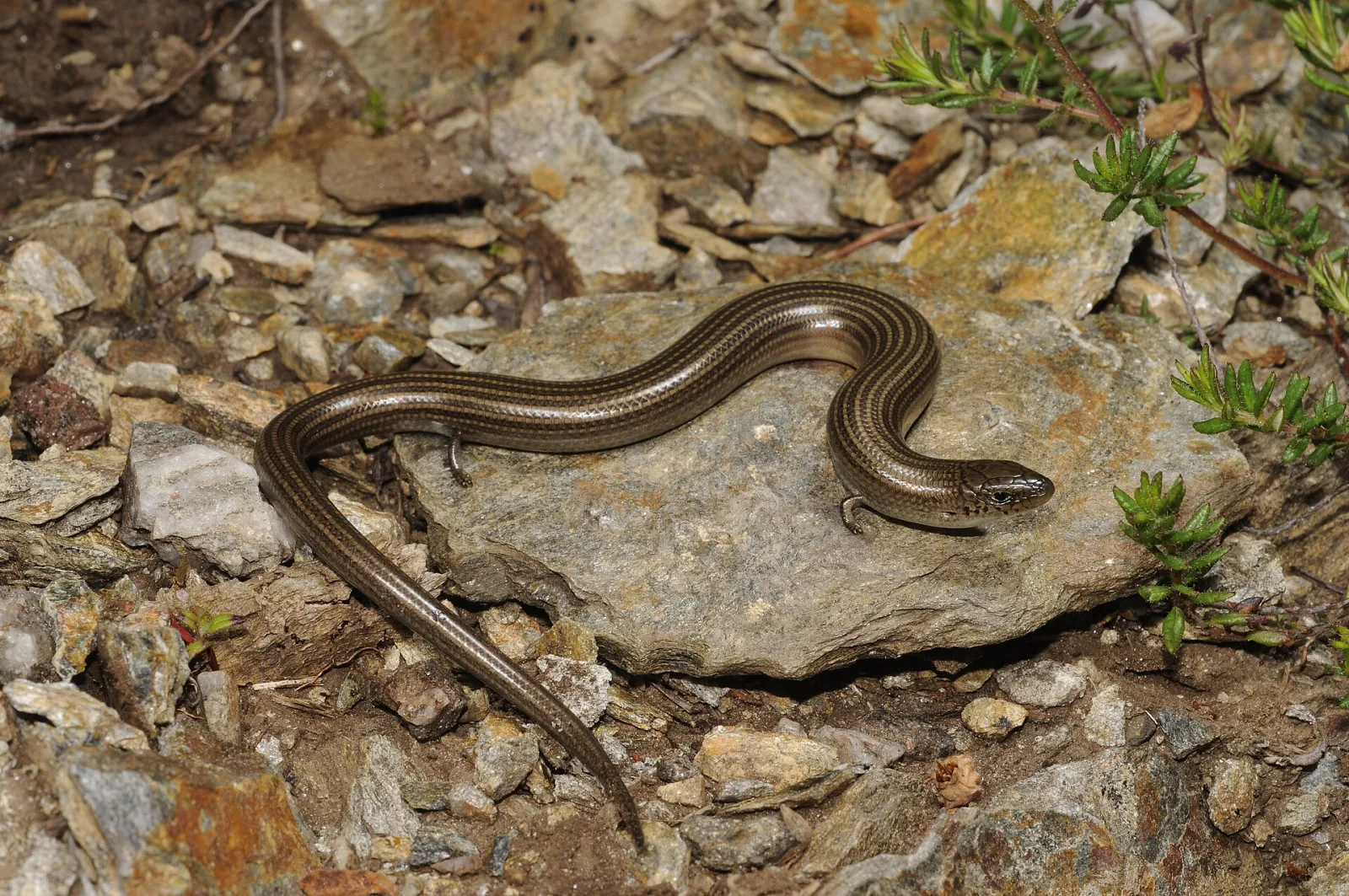 Luscengola striata