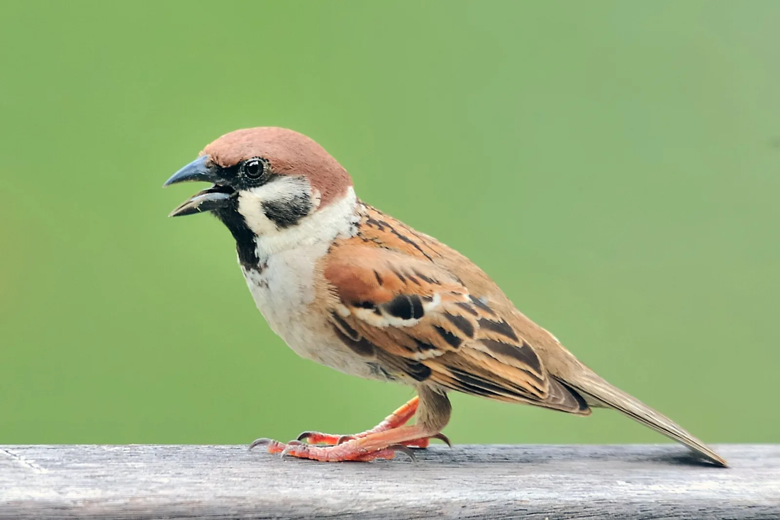 Passera mattugia
