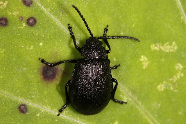 Galeruca nera