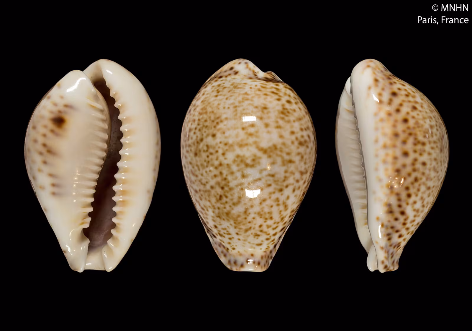 Ciprea tordo