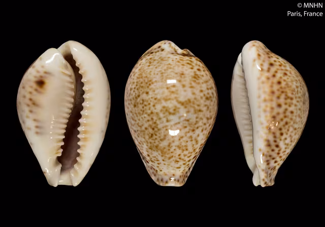 Ciprea tordo