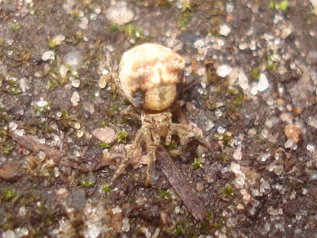 Hyptiotes paradoxus