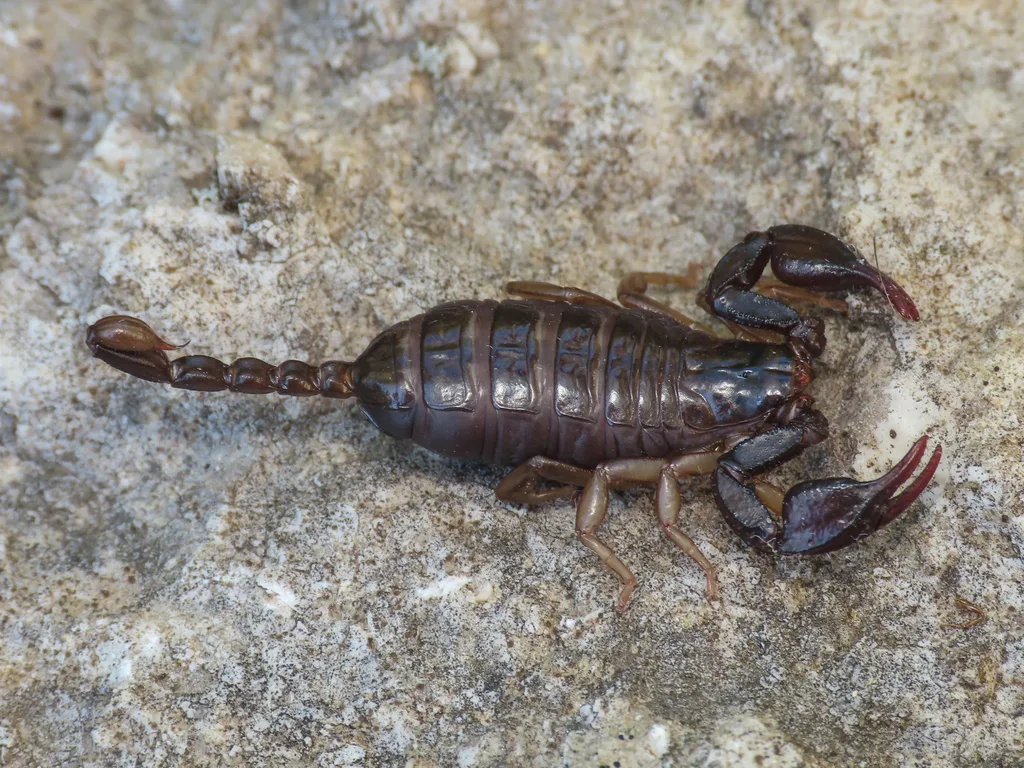 Euscorpius celanus
