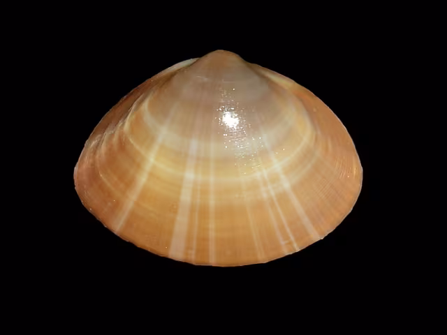 Madia bianca mediterranea