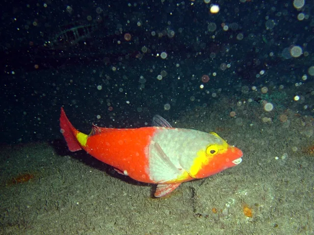 Pesce pappagallo mediterraneo