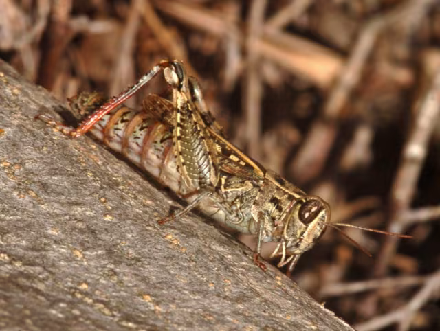 Calliptamus siciliae